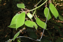 Humboldtia brunonis